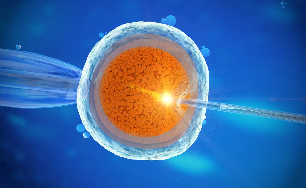 Cytoplasmisk overførsel – succesrate? Hvordan virker det?
